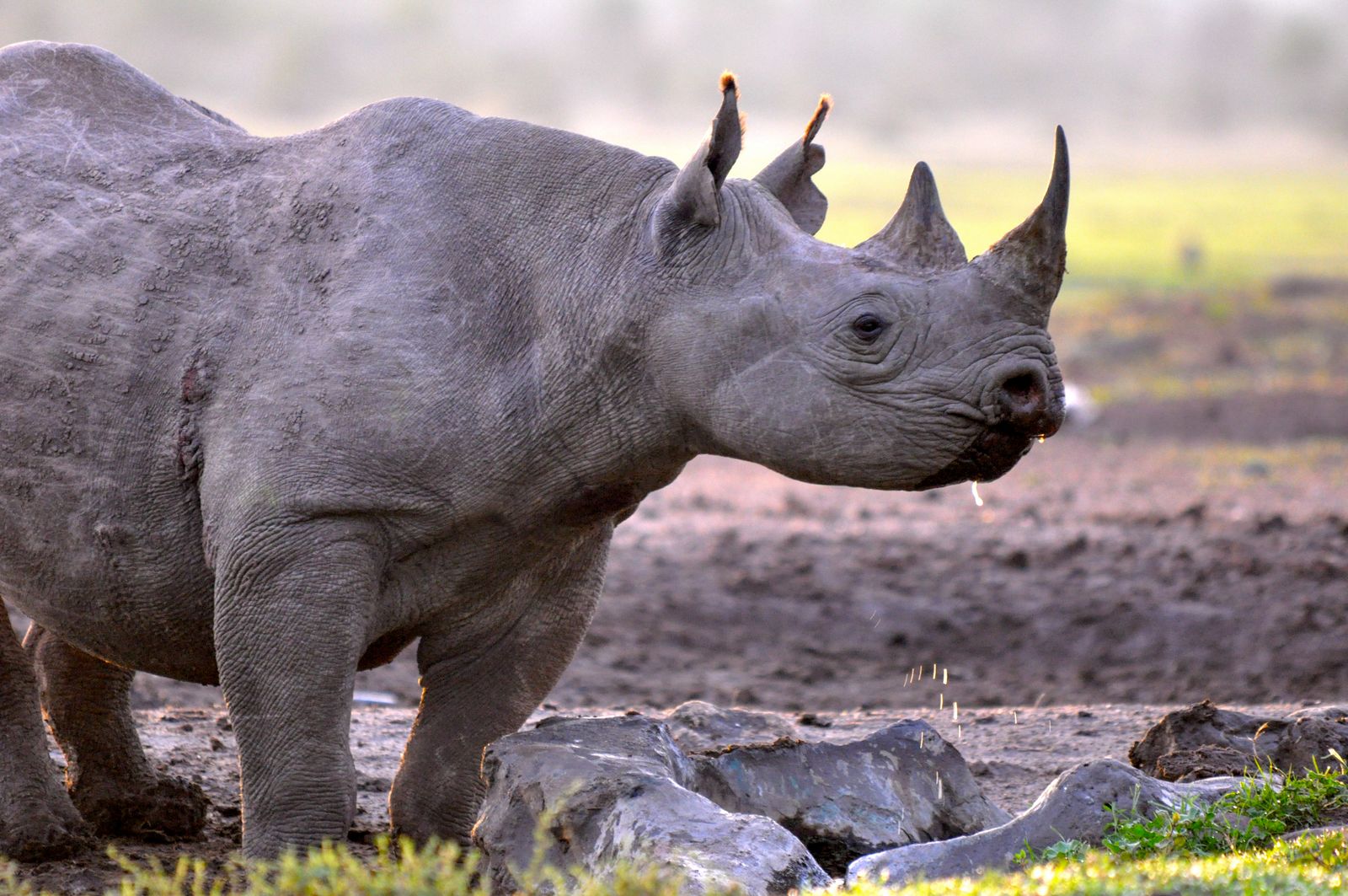 Kenia Wildlife Ol Pejeta neushoorn KS (2).jpg - Jambo Safari Club